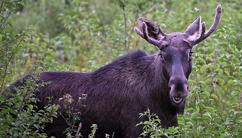 Elch Emil war im Sommer auf Wanderschaft durch Österreich. Auch im Osten Deutschlands werden immer wieder Elche gesichtet. (Archivbild) Elch Emil war im Sommer auf Wanderschaft durch Österreich. Auch im Osten Deutschlands werden immer wieder Elche gesichtet. (Archivbild)