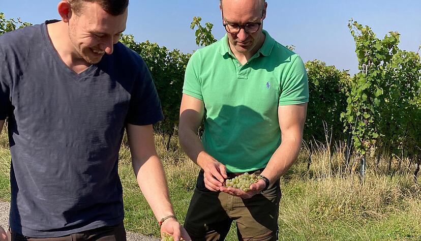 Kellermeister Benedikt Weisser (li) und Betriebsleiter Carl-Julius Cromme freuen sich über gesunde Rieslingtrauben.