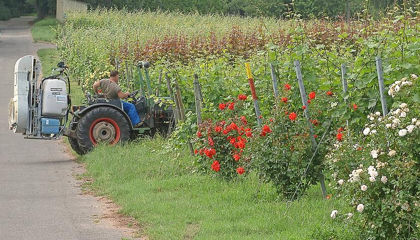 Pflanzenschutzmittel kommen im Weinbau vor allem gegen schädliche Mehltau-Pilze zum Einsatz, die auch Rosen befallen können.
Foto: Archiv Pflanzenschutzmittel kommen im Weinbau vor allem gegen schädliche Mehltau-Pilze zum Einsatz, die auch Rosen befallen können.
Foto: Archiv