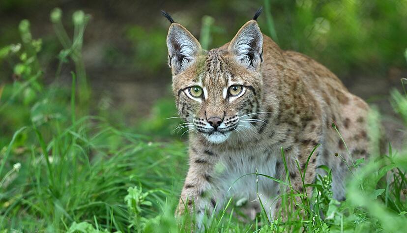 Luchssichtungen sind in Baden-Württemberg weiterhin selten. Jetzt sind drei Stammgäste mehr im Land als vorher. (Archivfoto) Luchssichtungen sind in Baden-Württemberg weiterhin selten. Jetzt sind drei Stammgäste mehr im Land als vorher. (Archivfoto)