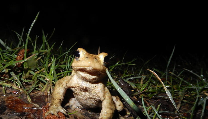 Eine scheinbar besonders neugierige Erdkröte am Herbert-Bopp-See bei Widdern Eine scheinbar besonders neugierige Erdkröte am Herbert-Bopp-See bei Widdern