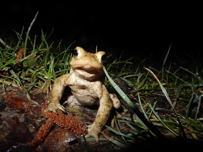 Eine scheinbar besonders neugierige Erdkr&ouml;te am Herbert-Bopp-See bei Widdern