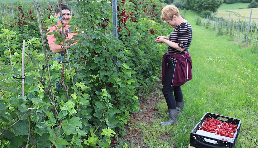 Wertvolles Erntegut: Saisonkr&auml;fte bei Kraichgau-Spargel in Ittlingen bergen die Johannisbeeren von den Beerengeh&ouml;lzen.