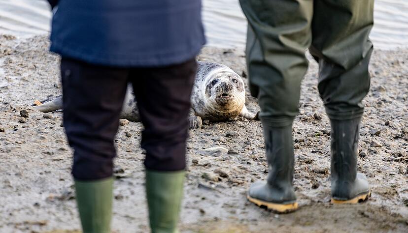 Richtung Wasser wollten sich die vier Kegelrobben nur langsam bewegen.