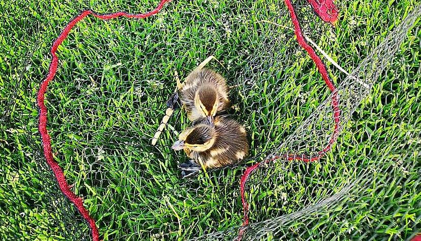 Zwei Tiere konnten Helfer noch retten. Wie viele ertrunken sind, ist unklar. Foto: Tierrettung Unterland Zwei Tiere konnten Helfer noch retten. Wie viele ertrunken sind, ist unklar. Foto: Tierrettung Unterland