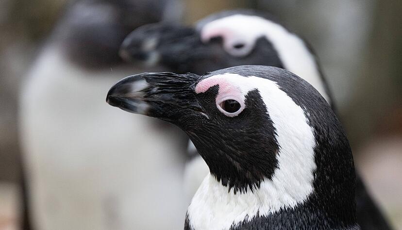 Brillenpinguin (Spheniscus demersus) Brillenpinguin (Spheniscus demersus)
