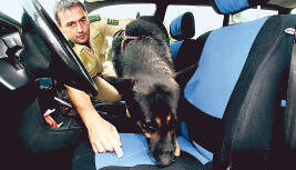 Drogen im Fahrersitz? Dem Sch&auml;ferhundr&uuml;den Django und seinem Herrchen Peter Momber von der Polizeihundef&uuml;hrerstaffel entgeht nichts.Foto: Guido Sawatzki