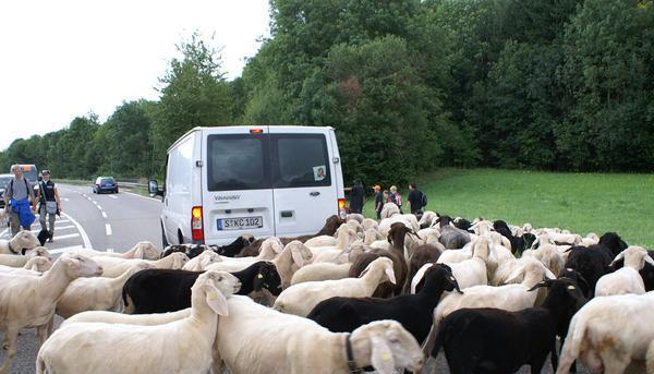 Schaftrieb in Ilsfeld