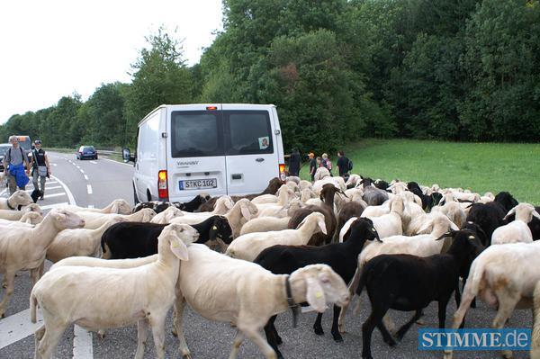 Schaftrieb in Ilsfeld