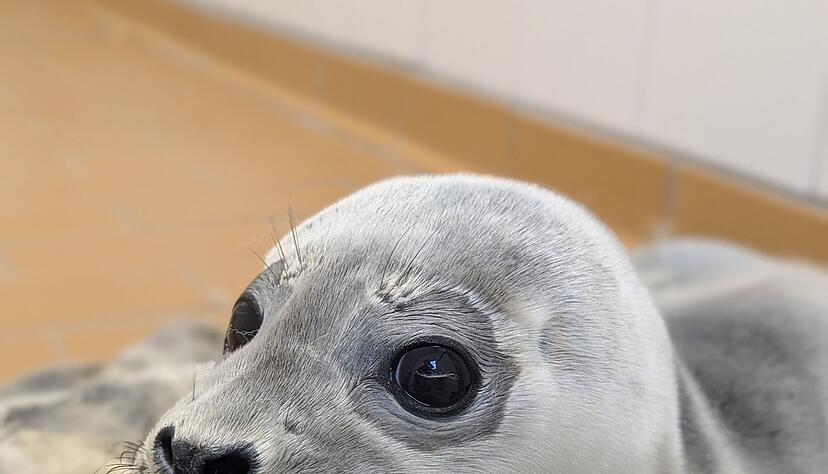 Die Seehundstation k&uuml;mmert sich jedes Jahr um mehr als 150 kranke, mutterlose oder verletzte Seehunde.