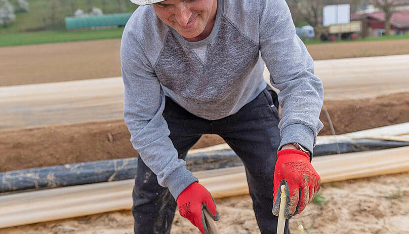 Erntehelfer Duru sticht die ersten Stangen. Sie werden zun&auml;chst auf dem Damm gesammelt, ehe sie auf Eckhard Schechters Hof zu Weiterverarbeitung und Verkauf vorbereitet werden.