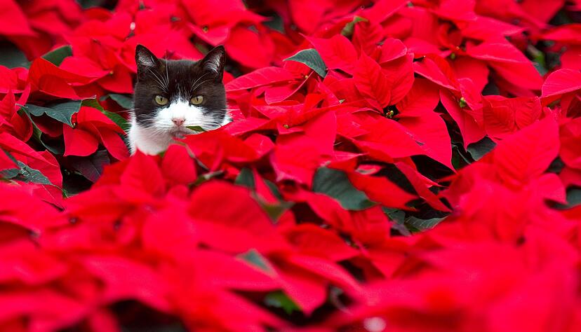 Der Weihnachtsstern ist für Hunde, Katzen und Vögel giftig. Der milchige Pflanzensaft kann bei Tieren Erbrechen, Zittern und sogar Muskelkrämpfe auslösen. Der Weihnachtsstern ist für Hunde, Katzen und Vögel giftig. Der milchige Pflanzensaft kann bei Tieren Erbrechen, Zittern und sogar Muskelkrämpfe auslösen.