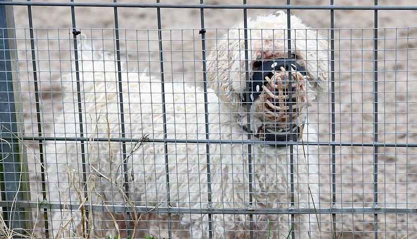 In den Tierheimen sitzen immer mehr nur schwer vermittelbare Hunde. (Archivbild)