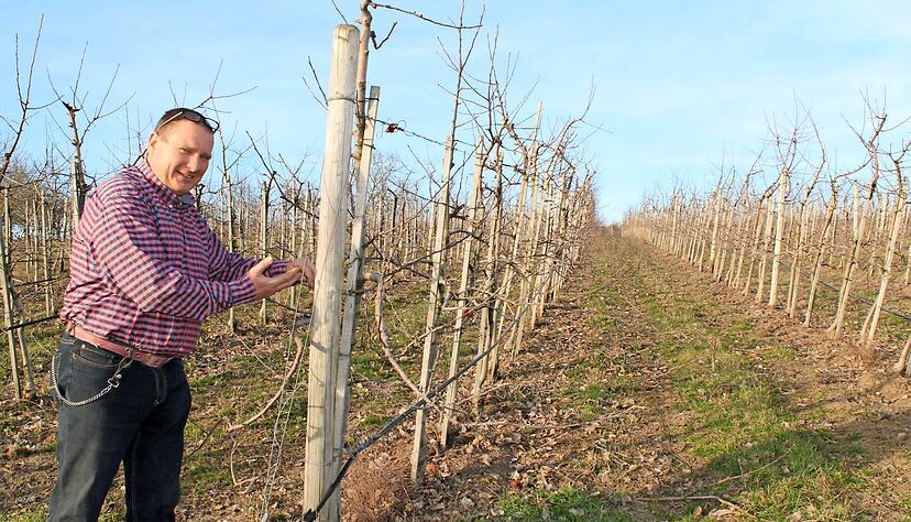 Andreas Frank stellt die gesamten Äpfel- und Birnenkulturen auf ökologische Produktion um. Er hat sich dem Naturland-Verband angeschlossen, der ihn auch berät. Foto: Reto Bosch