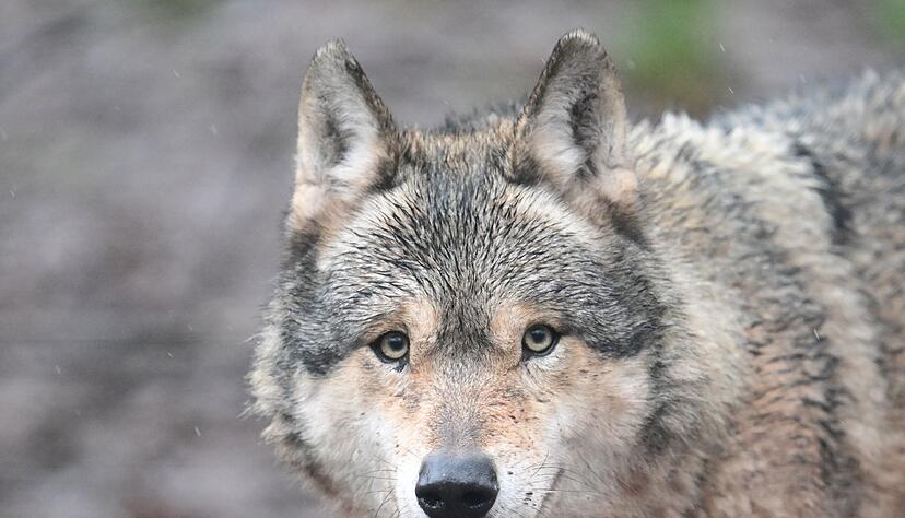 Es ist noch unklar, ob die Ausnahmegenehmigung zum Abschuss des Wolfs im Nordschwarzwald verl&auml;ngert wird. (Symbolbild)