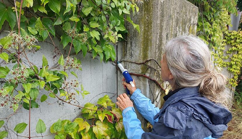 Kommunen im S&uuml;dwesten k&auml;mpfen mit einem Gel gegen invasive Ameisen.