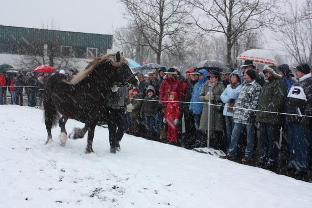 Pferdemarkt Öhringen | 16.02. Pferdemarkt Öhringen | 16.02.