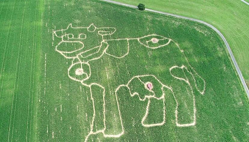 Das Tier ist sch&ouml;n, gibt aber keine Milch: Passend zum Bauernhof der Kaisers symbolisieren die Wege des Maislabyrinths die Umrisse eines der Paarhufer.
Foto: privat