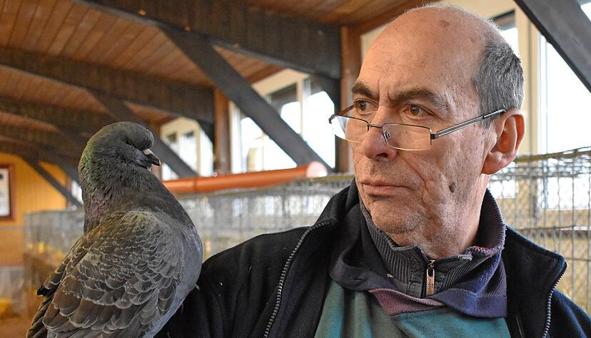 Der Ehrenvorsitzende des &Ouml;hringer Kleintierzuchtvereins Z 368, Siegfried Basmer, mit einer Taube auf dem Arm. Auf Gefl&uuml;gel m&uuml;ssen die Tierfreunde bei der diesj&auml;hrigen Ausstellung im Rahmen des Pferdemarkts verzichten.
Foto: Archiv/B&uuml;chele