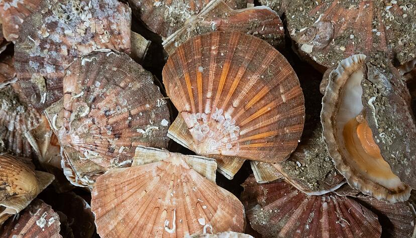 Jakobsmuscheln k&ouml;nnen bis zu 15 Zentimeter gro&szlig; werden, haben flache, r&ouml;tlich-braune Schalen mit strahlenf&ouml;rmigen Rippen sowie zwei &laquo;Ohren&raquo;, die symmetrisch rechts und links von der Schale abstehen.