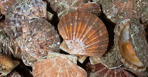 Jakobsmuscheln k&ouml;nnen bis zu 15 Zentimeter gro&szlig; werden, haben flache, r&ouml;tlich-braune Schalen mit strahlenf&ouml;rmigen Rippen sowie zwei &laquo;Ohren&raquo;, die symmetrisch rechts und links von der Schale abstehen.