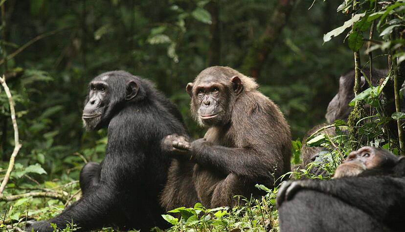 Erstmals haben Forschende über Jahrzehnte dokumentiert, wie sich eine Schimpansengemeinschaft zunächst in zwei Lager spaltet und sich dann bekriegt. Erstmals haben Forschende über Jahrzehnte dokumentiert, wie sich eine Schimpansengemeinschaft zunächst in zwei Lager spaltet und sich dann bekriegt.