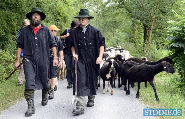 Schaftrieb in Ilsfeld