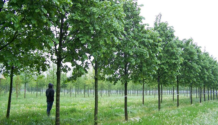 Diese Silberlinden werden ab Herbst den Mittelstreifen der Allee zieren. Foto: Stadt Heilbronn