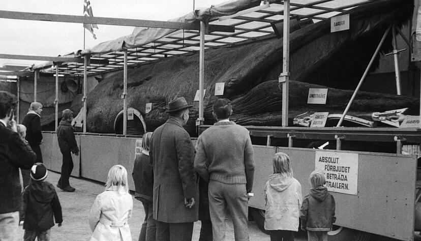 Auf dem Bild ist der Finnwal Jonas in der schwedischen Region Skane zu sehen. In Paris sollen mal an einem Tag 55.000 Besucher gekommen sein, um das Tier zu sehen.