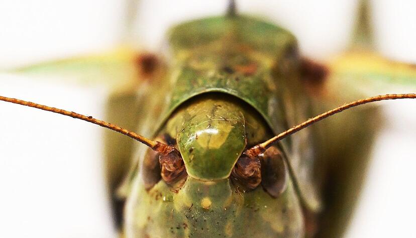 Bei genauer Betrachtung kann man das Gesicht gut erkennen.
