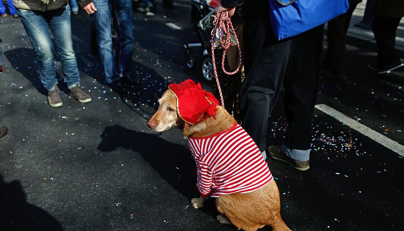 M&ouml;gen keine Kost&uuml;me und keinen L&auml;rm: Faschingspartys und Karnevalsumz&uuml;ge sind f&uuml;r Hunde eine Tortur.