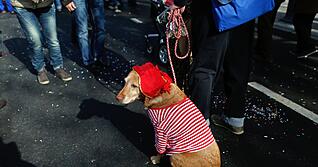 M&ouml;gen keine Kost&uuml;me und keinen L&auml;rm: Faschingspartys und Karnevalsumz&uuml;ge sind f&uuml;r Hunde eine Tortur.