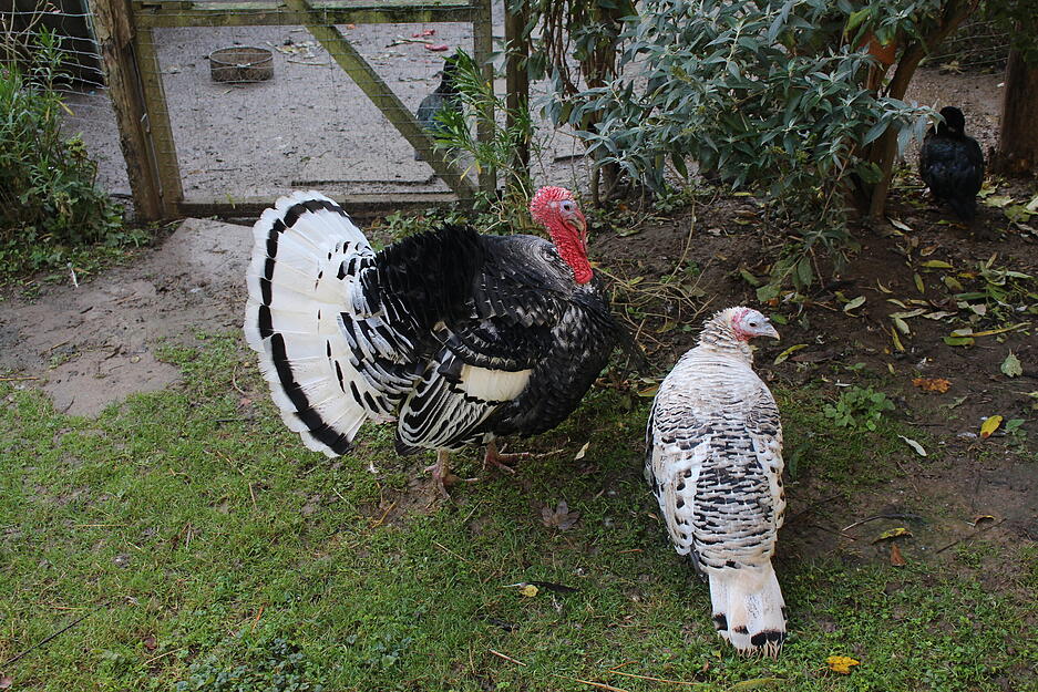Das traditionsreiche Geb&auml;ude erz&auml;hlt bis heute Geschichten vergangener Zeiten.