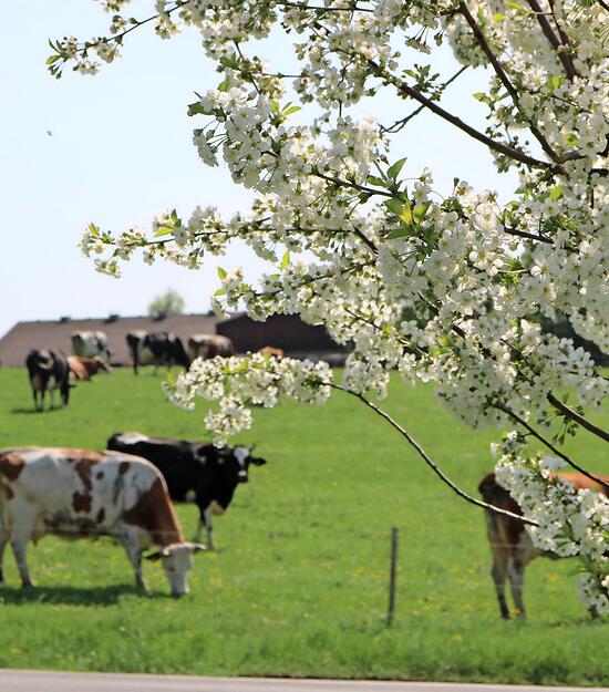 Die gr&uuml;nen Wiesen leuchten hinter den bl&uuml;henden B&auml;umen umso sch&ouml;ner.