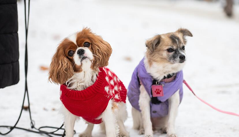 Mit dem Hund in den Winterurlaub? Nicht jeder Vierbeiner ist f&uuml;r den l&auml;ngeren Aufenthalt im Schnee gemacht.