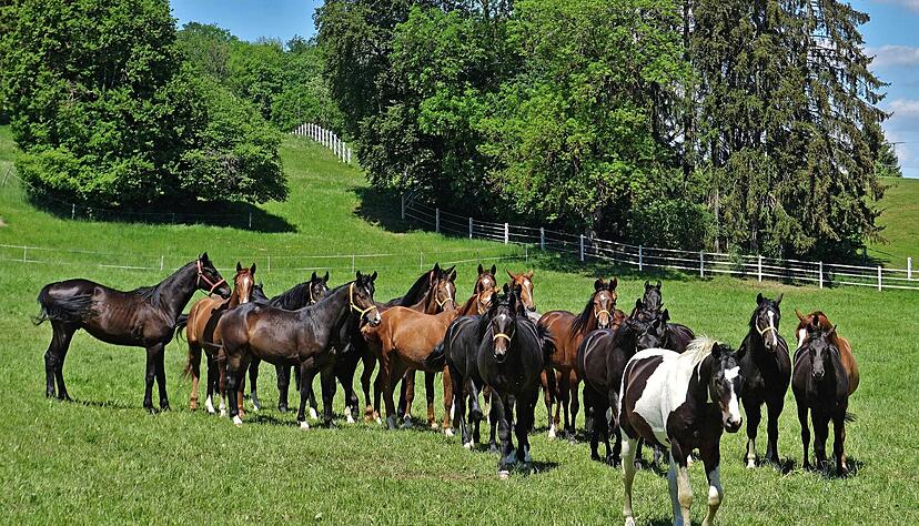 Auf den herrlichen Koppeln des Haupt- und Landgestüts Marbach können Jungpferde und Stuten ihren Auslauf und Weidegang genießen.
Foto: Jürgen Vogt/Adobe Stock Auf den herrlichen Koppeln des Haupt- und Landgestüts Marbach können Jungpferde und Stuten ihren Auslauf und Weidegang genießen.
Foto: Jürgen Vogt/Adobe Stock