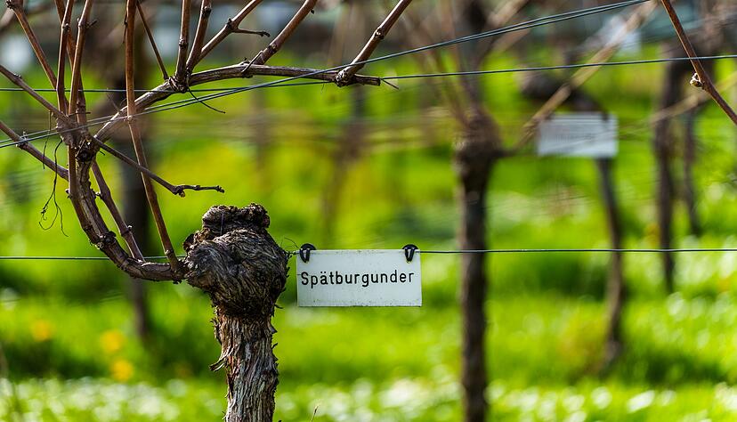 Sp&auml;tburgunder ist nach Riesling die beliebteste deutsche Weinsorte. (Archivbild)