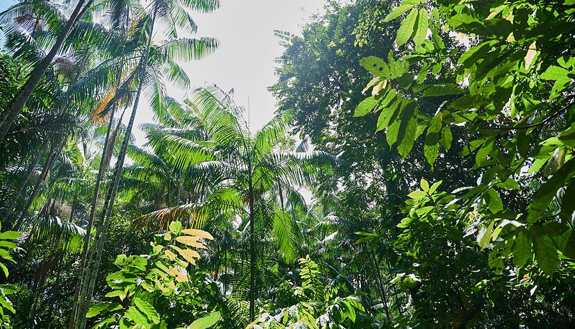 Unter Pr&auml;sident Lula gibt es Fortschritte - aber dennoch viel Zerst&ouml;rung. (Archivbild)