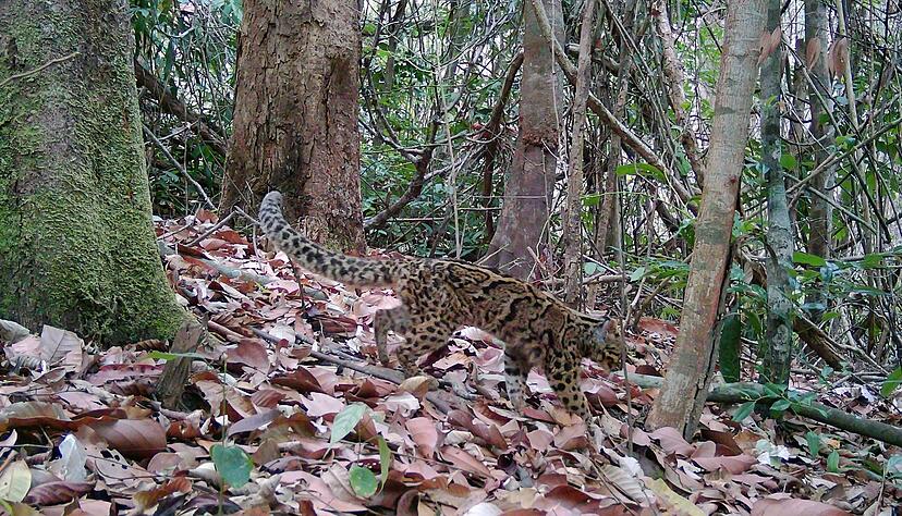 Marmorkatzen leben in S&uuml;dostasien und gelten als gef&auml;hrdet. Wegen ihrer versteckten, baumbewohnenden Lebensweise ist die Art kaum erforscht.