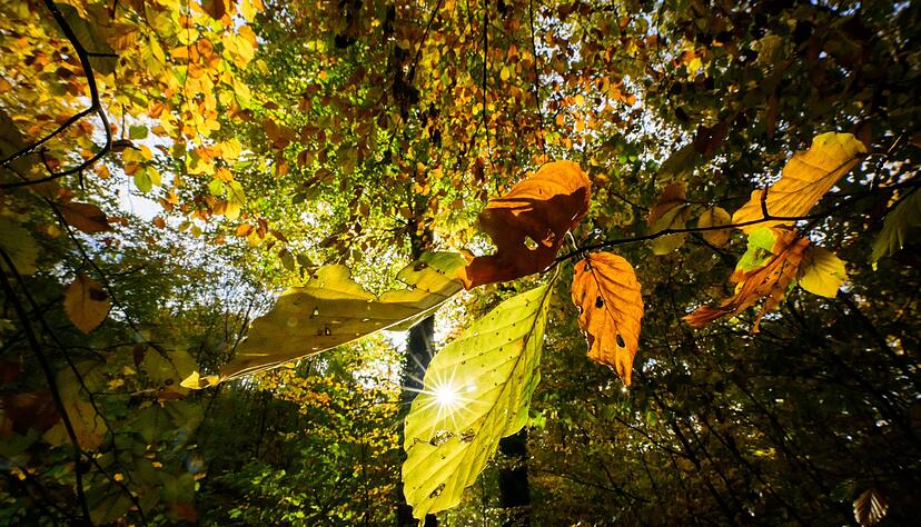 Im Laufe der Woche sind mancherorts Temperaturen bis 20 Grad möglich