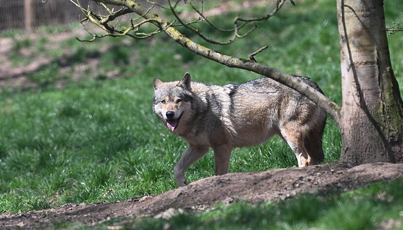 Wölfe sind recht selten in Baden-Württemberg. (Symbolbild) Wölfe sind recht selten in Baden-Württemberg. (Symbolbild)