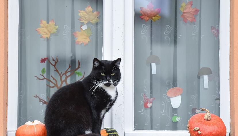 Halloween naht - und damit auch Gruselpartys, Kostüme und Lärm, die für viele Haustiere Stress bedeuten. Halloween naht - und damit auch Gruselpartys, Kostüme und Lärm, die für viele Haustiere Stress bedeuten.