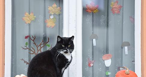 Halloween naht - und damit auch Gruselpartys, Kostüme und Lärm, die für viele Haustiere Stress bedeuten.