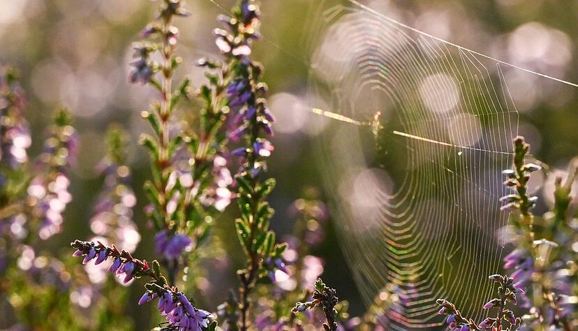 Nicht gerade beliebt, aber &auml;u&szlig;erst n&uuml;tzlich: Spinnen sind untersch&auml;tzte Helfer im Garten.