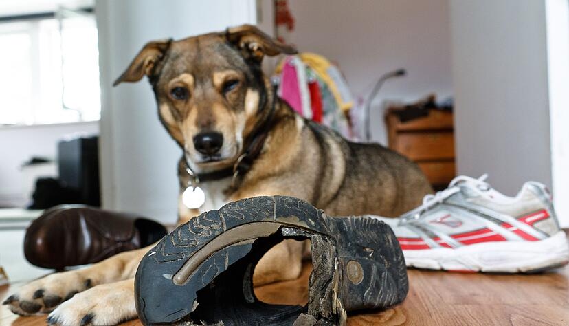 Anspruchsvolle Erziehungsarbeit: Wer einen Hund mit ADHS zu Hause hat, sollte versuchen, sich in das Tier und seine Bed&uuml;rfnisse hineinzuversetzen.