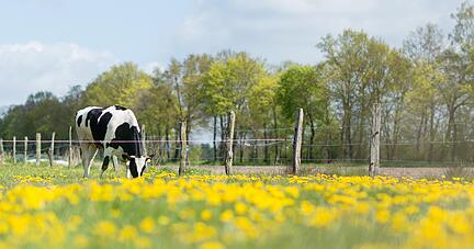 Die ökologische Landwirtschaft nimmt das Tierwohl ernst.
Fotos: dpa