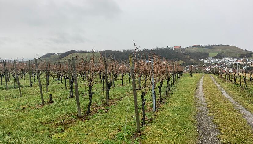 Wo jetzt noch Weinreben wachsen, soll in ein paar Jahren ein Netto-Markt stehen - mit Blick hin&uuml;ber zum Michaelsberg und Schloss Magenheim.