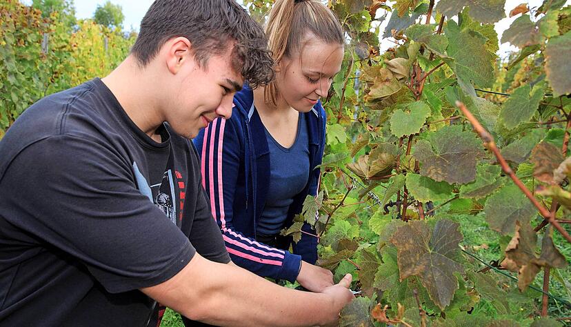 F&uuml;r die beiden 16-j&auml;hrigen Isabella Otto und Joris Liebing von der Kursstufe eins des Zaberg&auml;u-Gymnasiums ist die Lese im Weinberg eine neue Erfahrung.