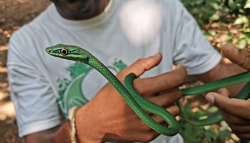 Ein Principe-Smaragdnatter