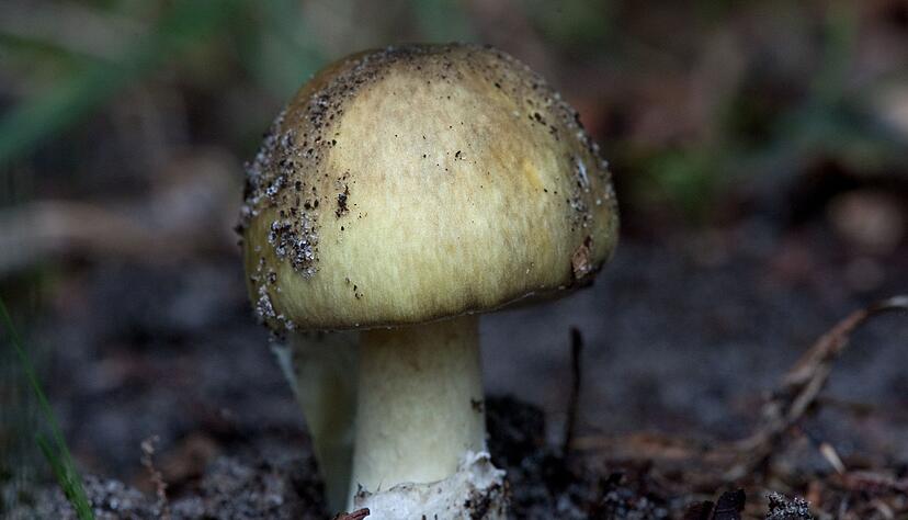 Besonders giftig: der Grüne Knollenblätterpilz (Amanita phalloides). Besonders giftig: der Grüne Knollenblätterpilz (Amanita phalloides).